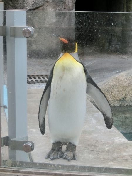 園内のペンギン