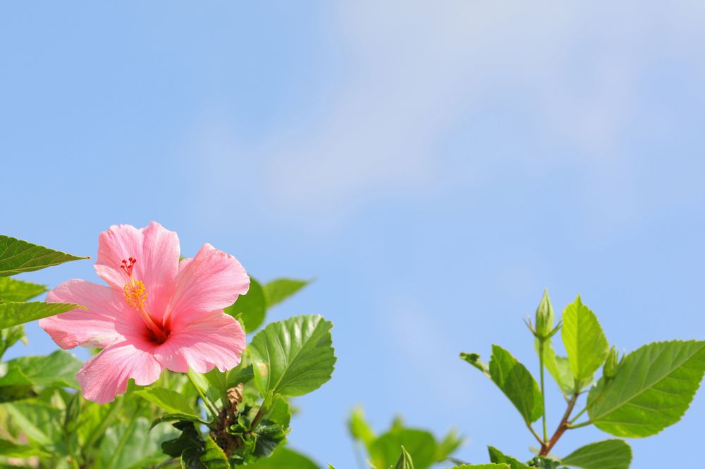 okinawa ハイビスカス