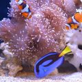 コツメカワウソもやってくる！髙島屋ニューカレドニアと美しいサンゴ礁の水族館