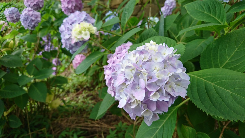 松山総合公園 紫陽花