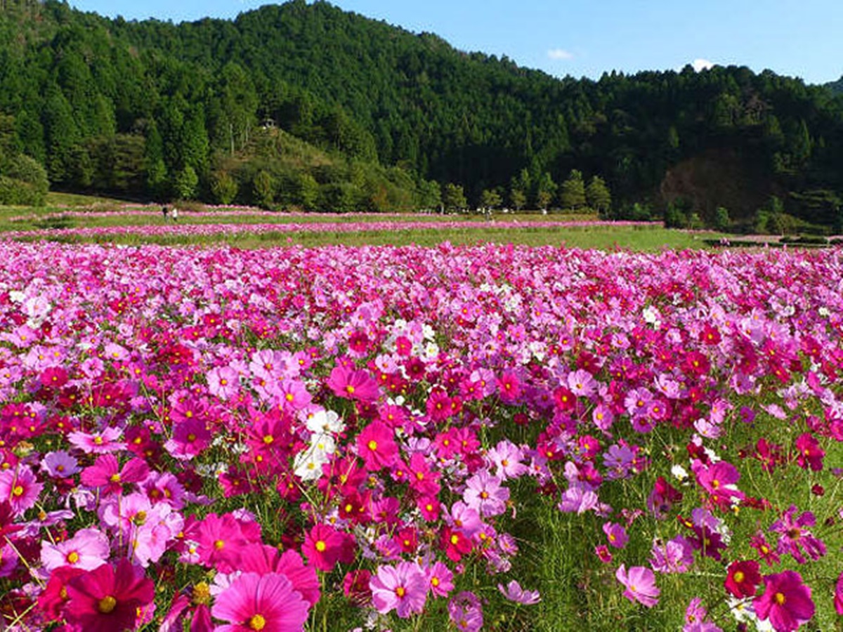 愛媛の秋に行きたいコスモス花畑 おすすめスポットを紹介しています